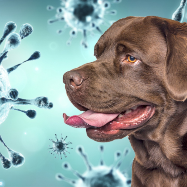 Psi nos wykrywa koronawirusa